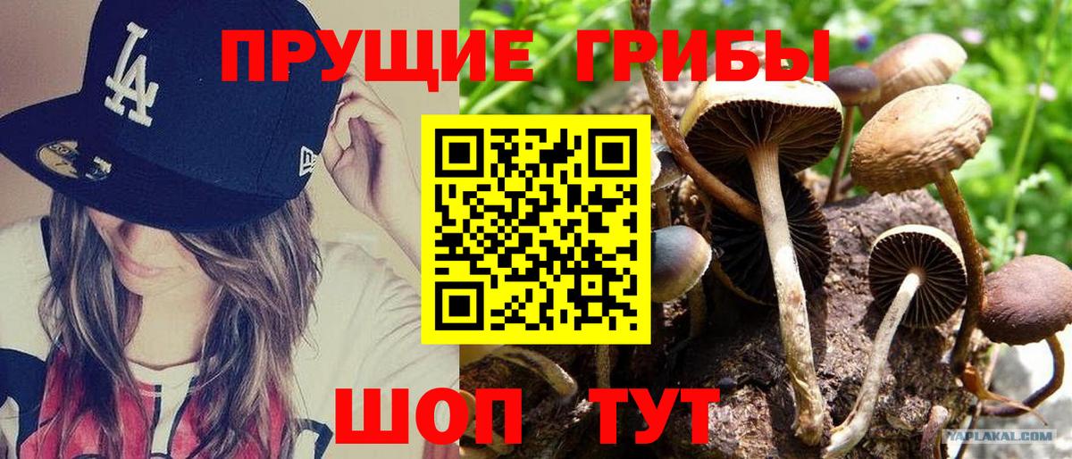 Псилоцибиновые грибы прущие грибы Ухта